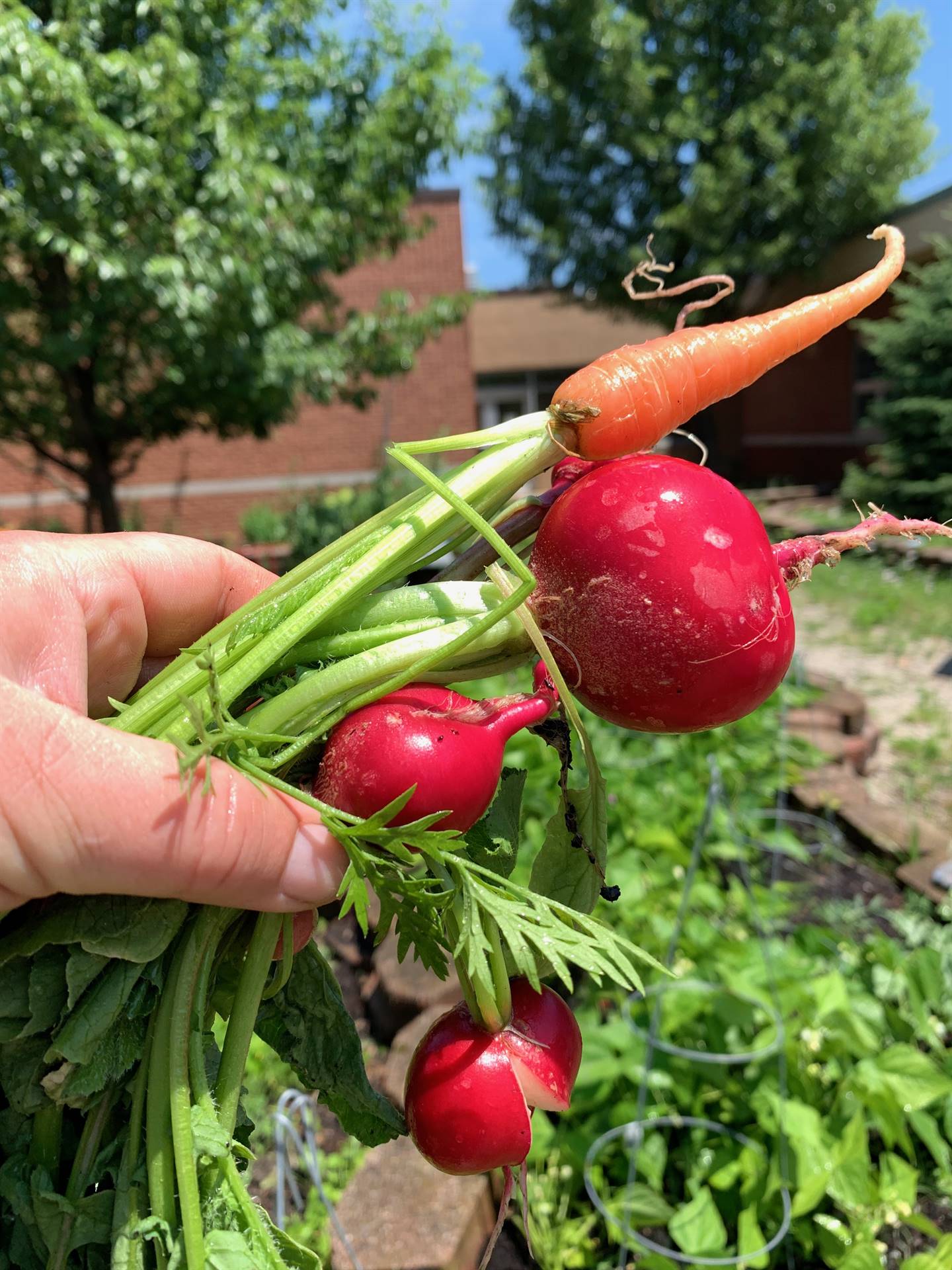 New Carrots