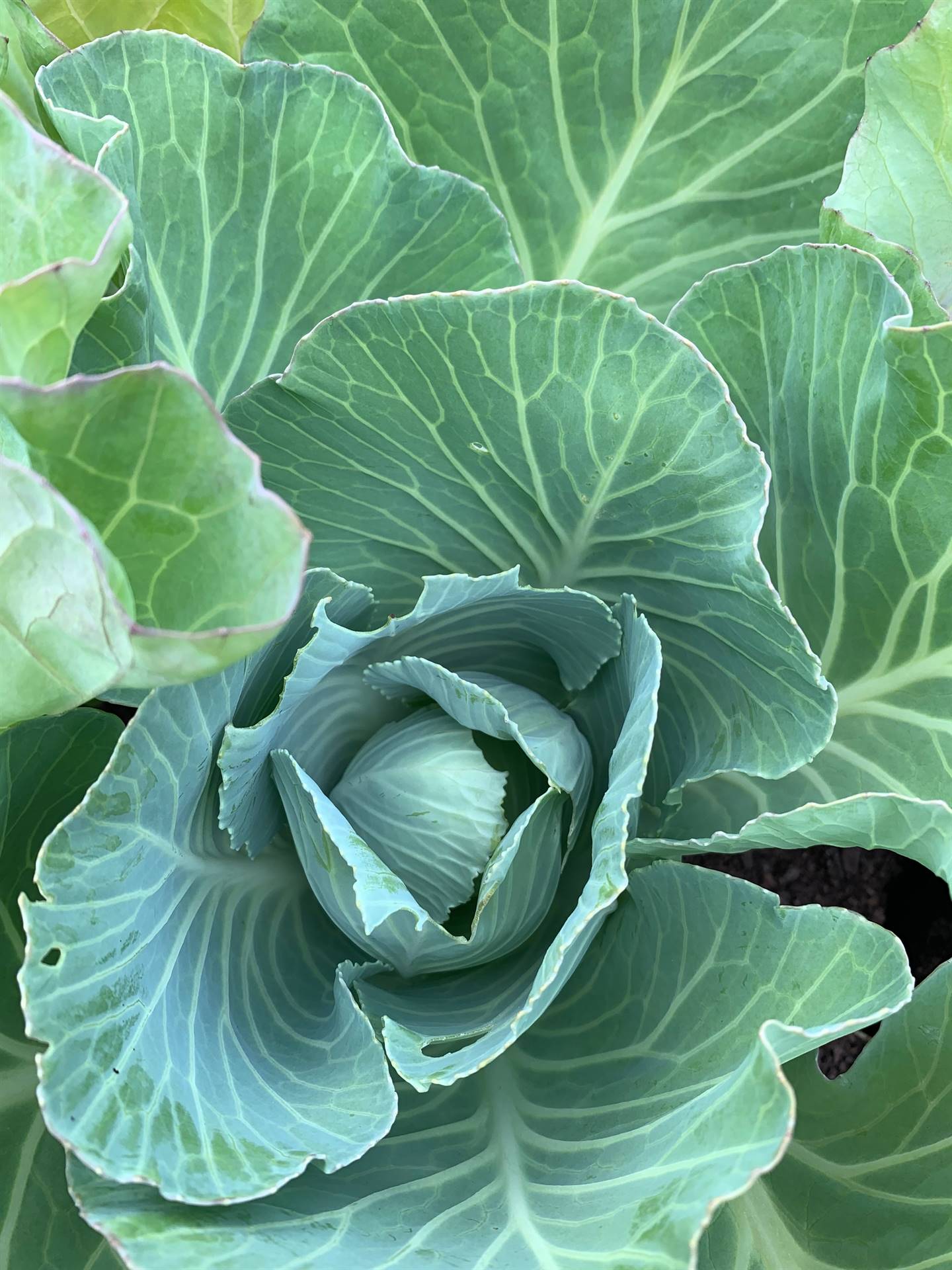 Cabbage